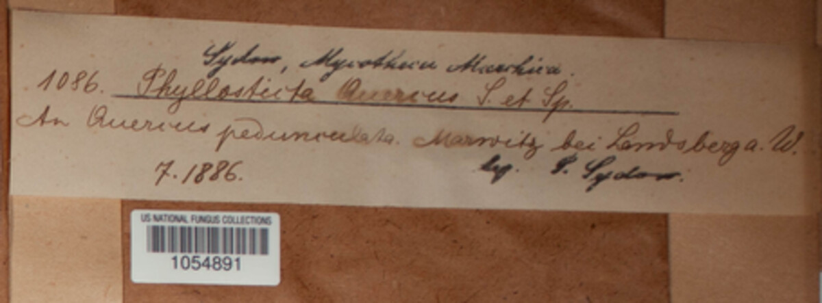 Phomopsis quercus image